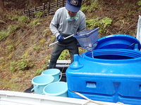 秩父フライフィールド 釣果