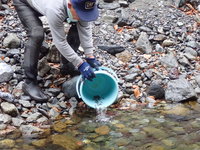秩父フライフィールド 釣果