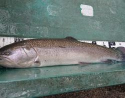 フィッシング サンクチュアリ 釣果