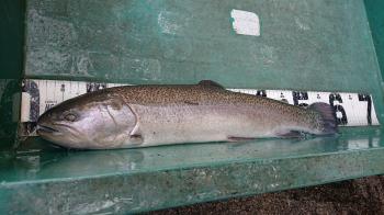 フィッシング サンクチュアリ 釣果