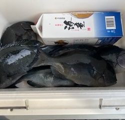 千津丸 釣果