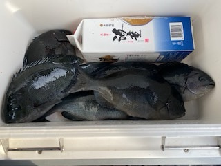 千津丸 釣果