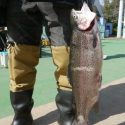 としまえんフィッシングエリア 釣果