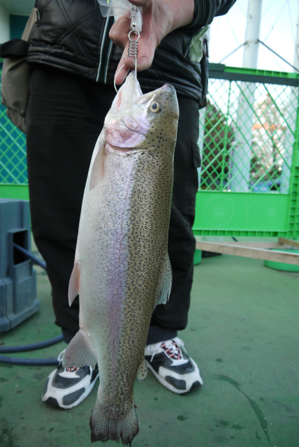 としまえんフィッシングエリア 釣果