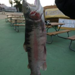 としまえんフィッシングエリア 釣果