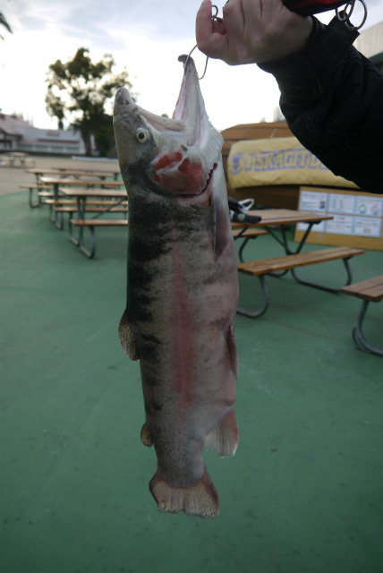 としまえんフィッシングエリア 釣果