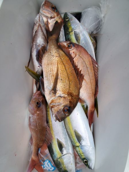 海晴丸 釣果