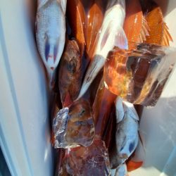 海晴丸 釣果