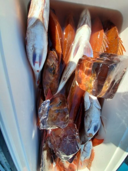 海晴丸 釣果