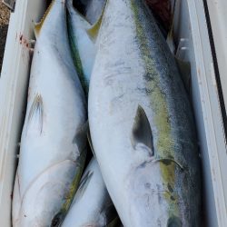 LUSTER『ラスター』 釣果