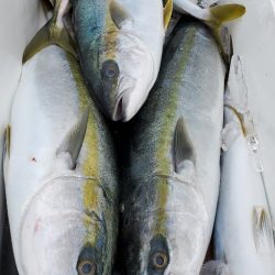 LUSTER『ラスター』 釣果