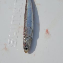 LUSTER『ラスター』 釣果