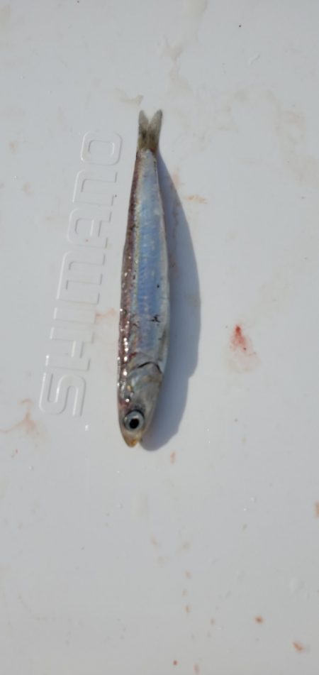 LUSTER『ラスター』 釣果