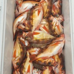 海龍丸（石川） 釣果