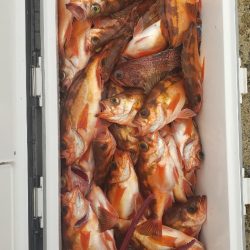 海龍丸（石川） 釣果