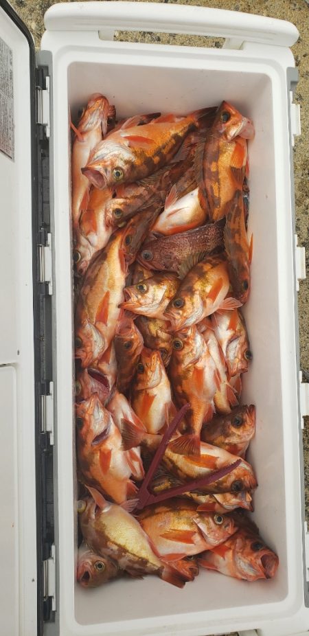 海龍丸（石川） 釣果