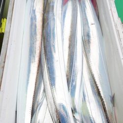 金沢八景鴨下丸 釣果