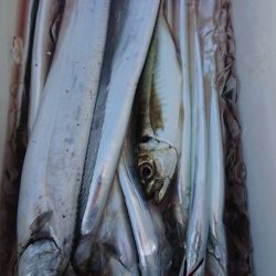 金沢八景鴨下丸 釣果