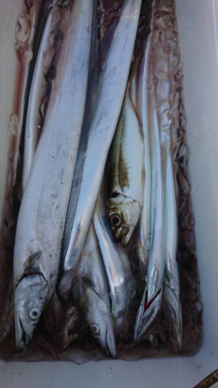 金沢八景鴨下丸 釣果