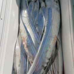 金沢八景鴨下丸 釣果