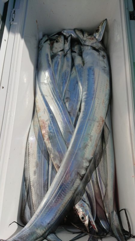 金沢八景鴨下丸 釣果