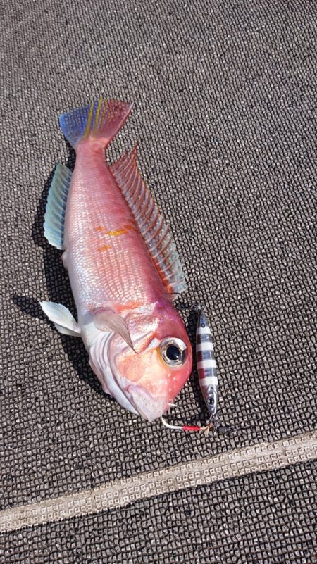 ARCADIAⅡ (アルカディアⅡ) 釣果