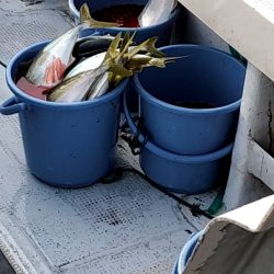 LUSTER『ラスター』 釣果