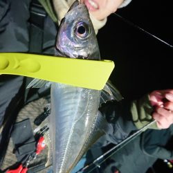 シースナイパー海龍 釣果