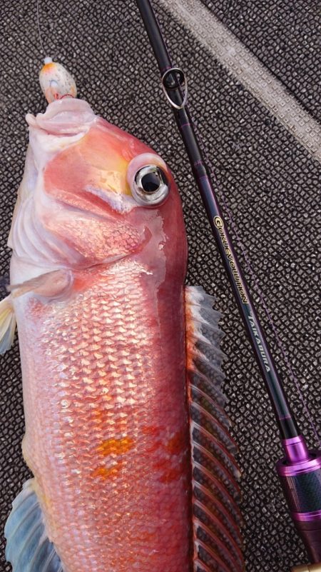 ARCADIAⅡ (アルカディアⅡ) 釣果