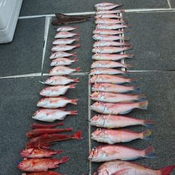 ARCADIAⅡ (アルカディアⅡ) 釣果