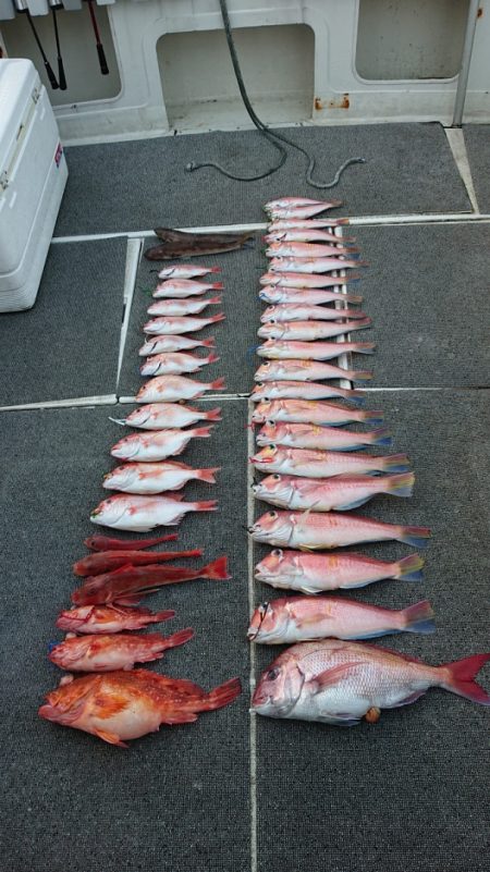 ARCADIAⅡ (アルカディアⅡ) 釣果