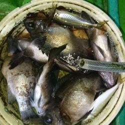 小島丸 釣果