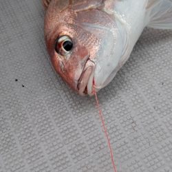 タイラバ遊漁船 ワンピース 釣果