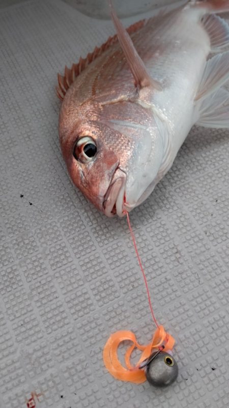 タイラバ遊漁船 ワンピース 釣果