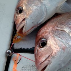 タイラバ遊漁船 ワンピース 釣果