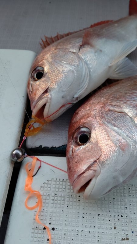 タイラバ遊漁船 ワンピース 釣果