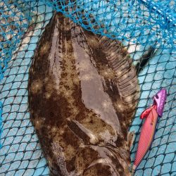 シースナイパー海龍 釣果