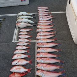 ARCADIAⅡ (アルカディアⅡ) 釣果