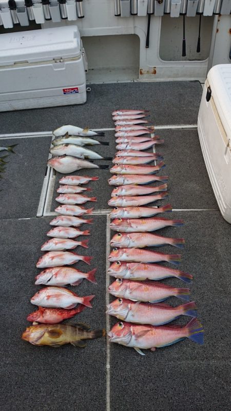 ARCADIAⅡ (アルカディアⅡ) 釣果