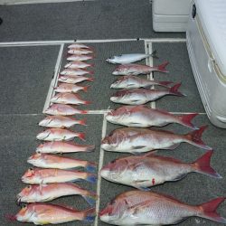 ARCADIAⅡ （アルカディアⅡ） 釣果