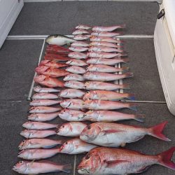 ARCADIAⅡ (アルカディアⅡ) 釣果