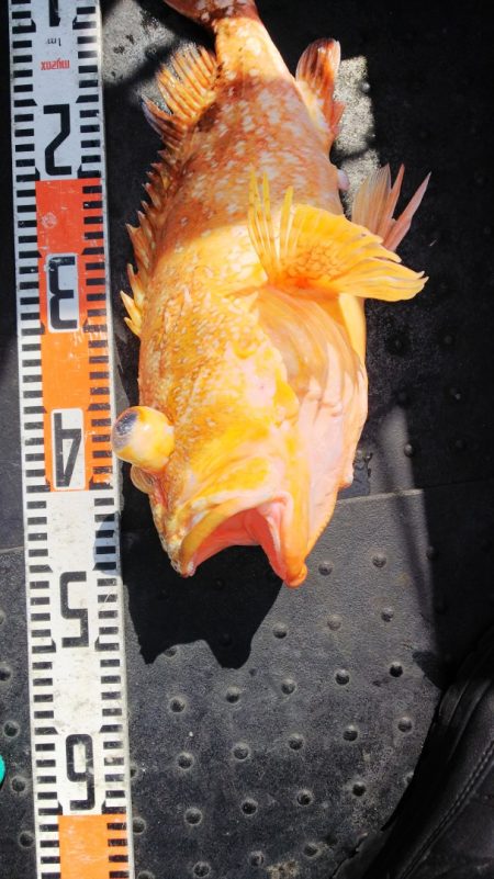 第二龍勢丸 釣果