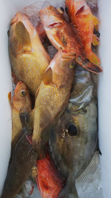 第二龍勢丸 釣果