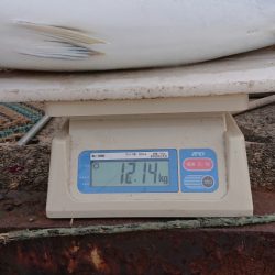 ARCADIAⅡ (アルカディアⅡ) 釣果