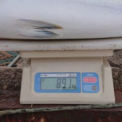 ARCADIAⅡ (アルカディアⅡ) 釣果