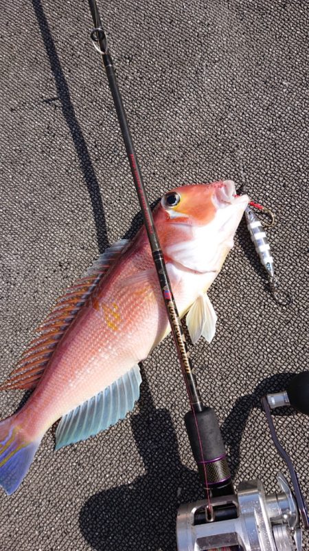 ARCADIAⅡ (アルカディアⅡ) 釣果