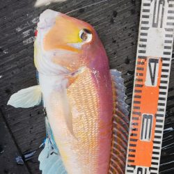 第二龍勢丸 釣果