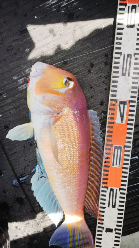 第二龍勢丸 釣果