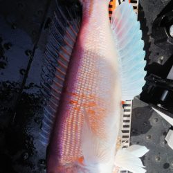 第二龍勢丸 釣果