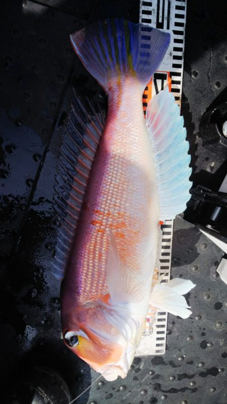 第二龍勢丸 釣果